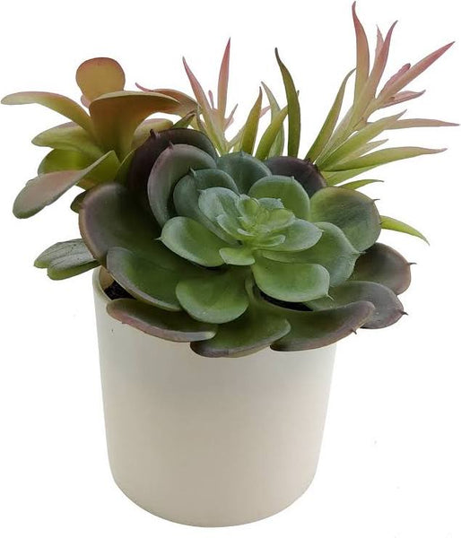 Fake plants/Succulents