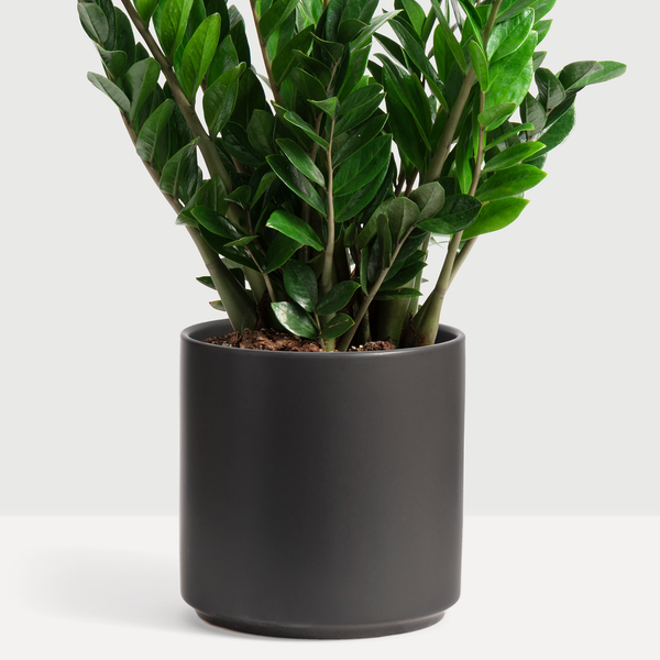 Modern Ceramic Planters (more colors)