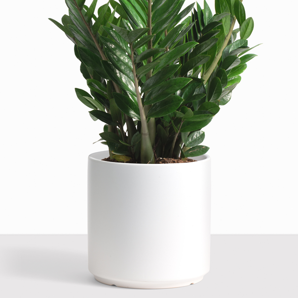 Modern Ceramic Planters (more colors)