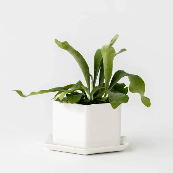 Convivial Hexagon Planter